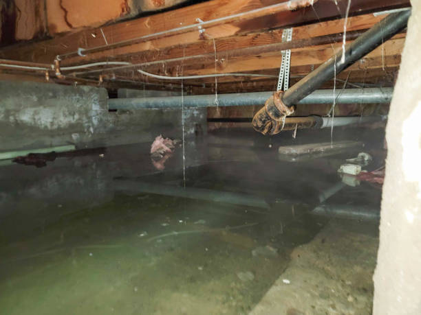 Best Carpet water damage restoration  in Swedesboro, NJ